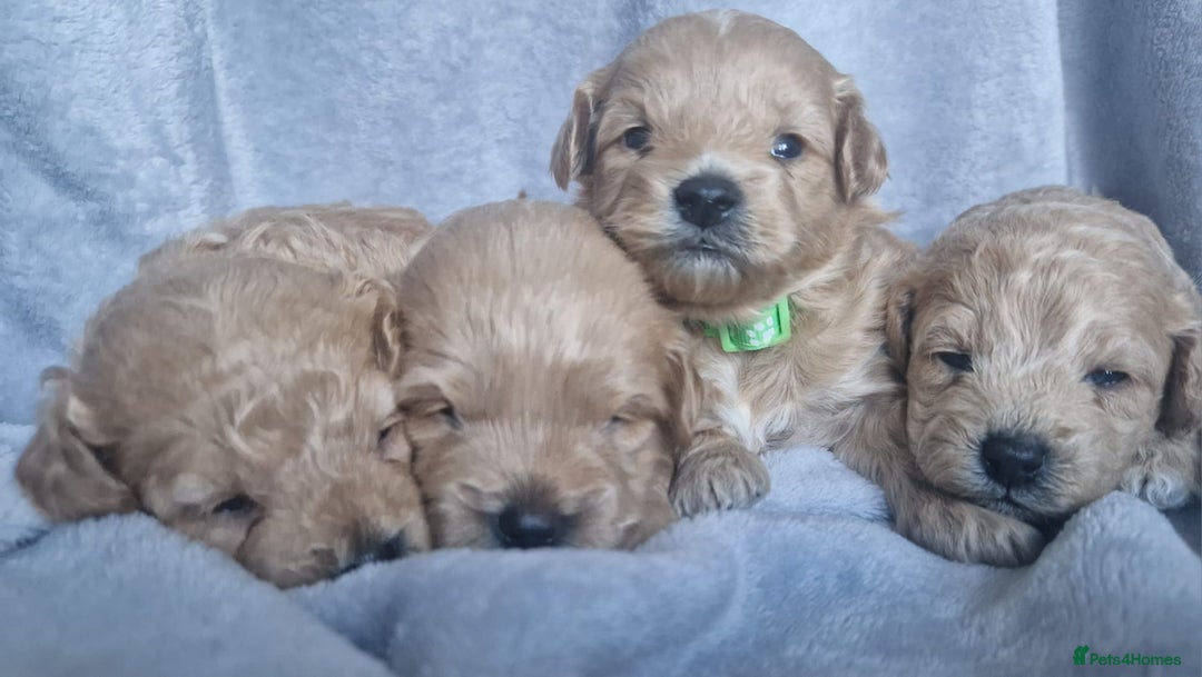 Poochon dogs for sale: Health tested parents  - Advert 9