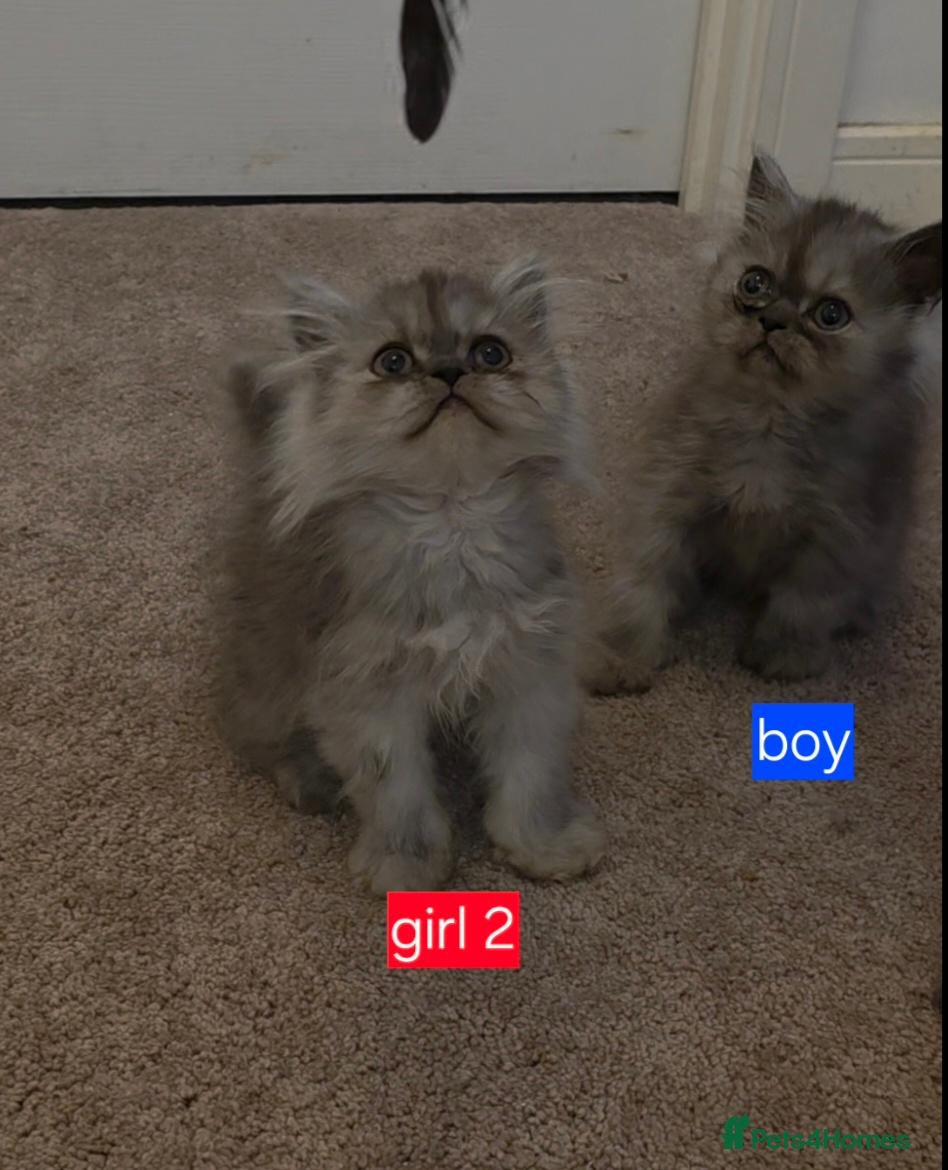 Persian cats 1 boy and 2 girls remaining. Silver shade persians - Advert 7
