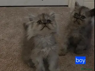 Persian cats 1 boy and 2 girls remaining. Silver shade persians - Advert 7