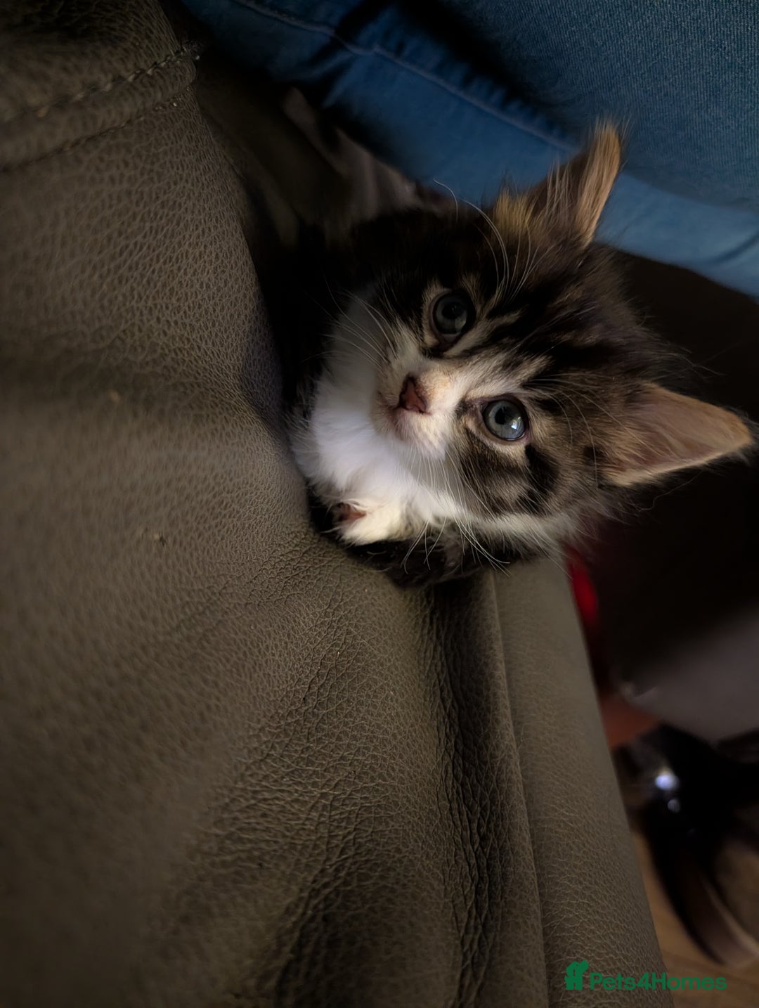 Mixed Breed cats for sale: Two beautiful male kittens - Image 2