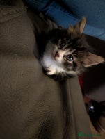 Mixed Breed cats - Advert 10