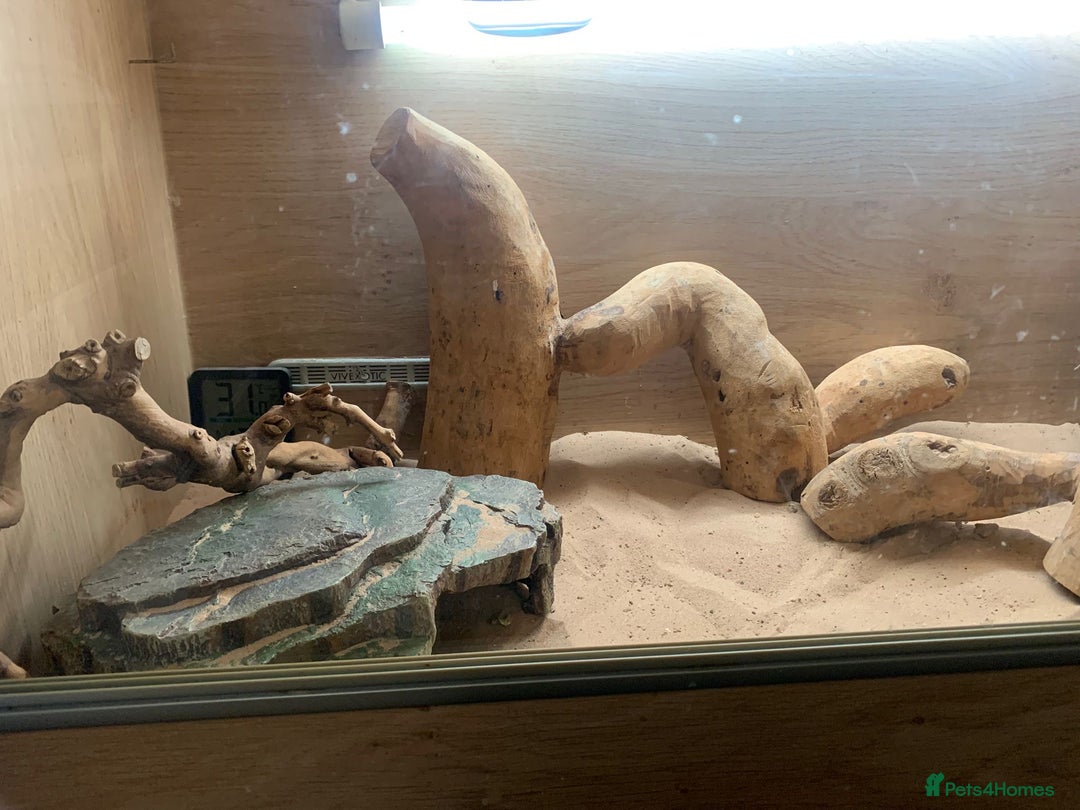 Bearded Dragon reptiles for sale: Bearded dragons for sale - Image 4