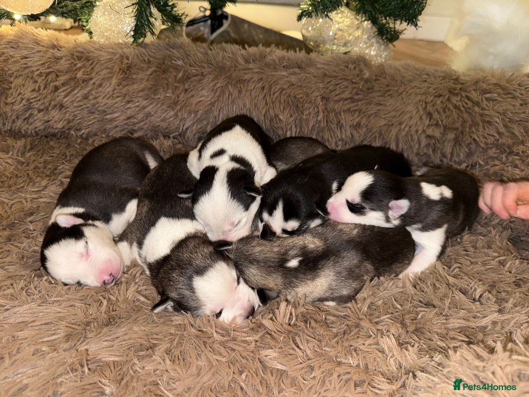 Siberian Husky dogs for sale: Stunning Siberian Husky puppies 😍 - Advert 2