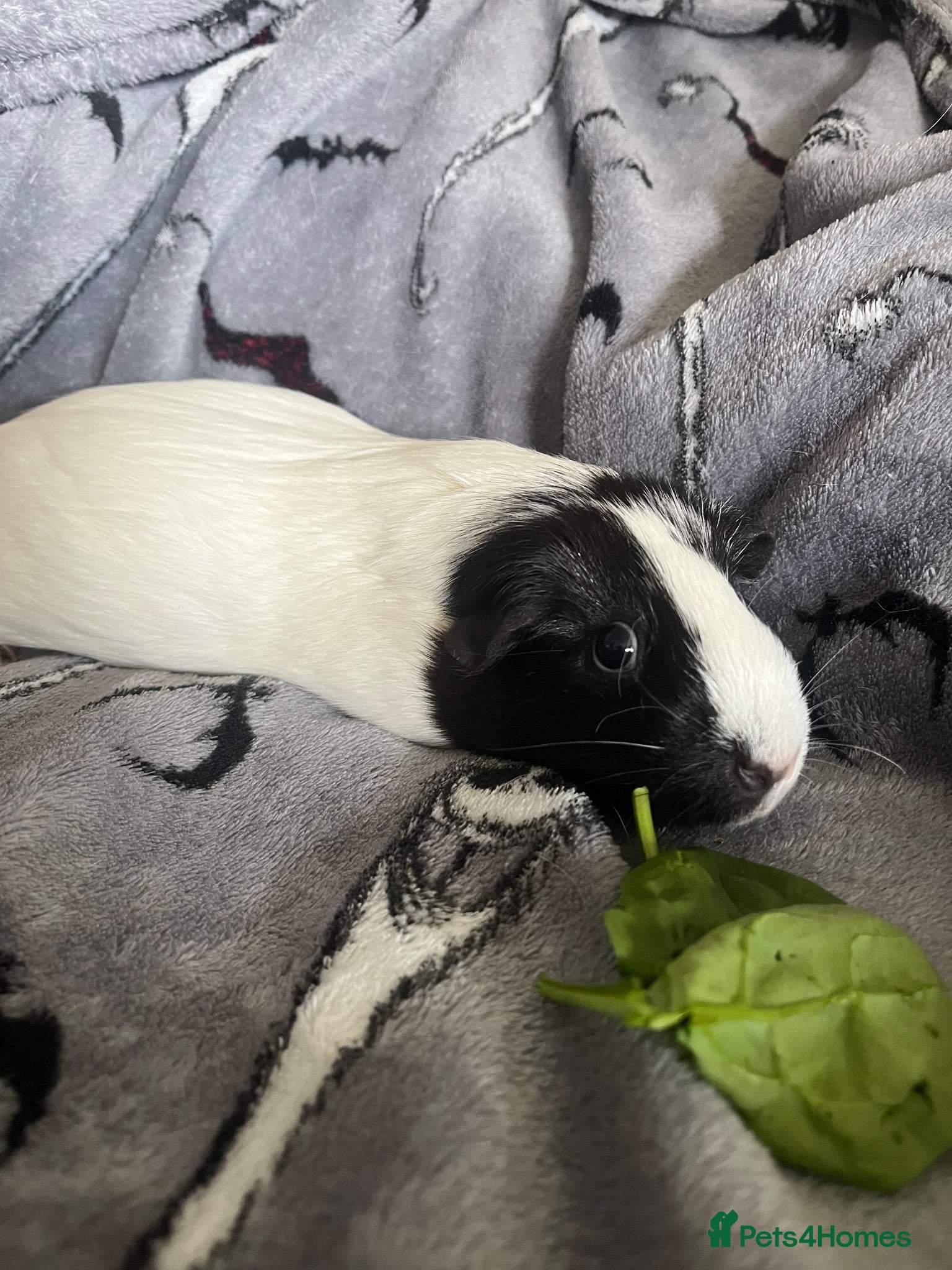 Guinea Pig rodents 4 year old female guinea pig - Advert 2