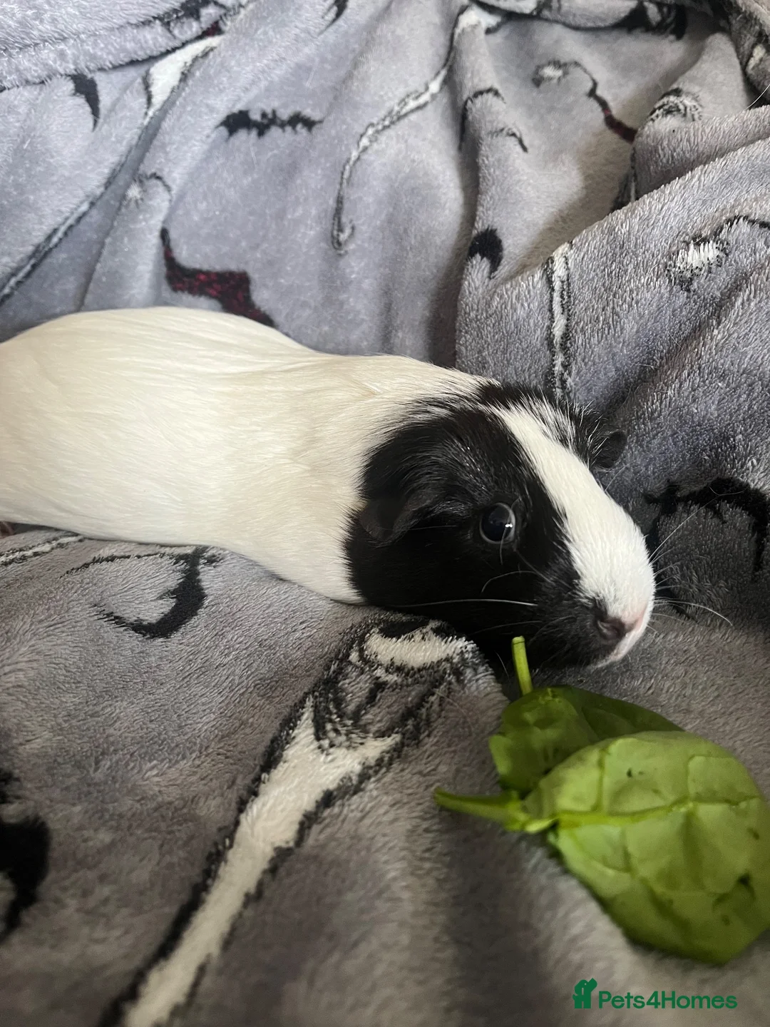 Guinea Pig rodents for sale: 4 year old female guinea pig - Advert 2