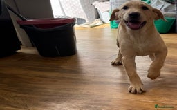 Labrador Retriever dogs for sale:  Unique Labrador ready for new home - Image 12