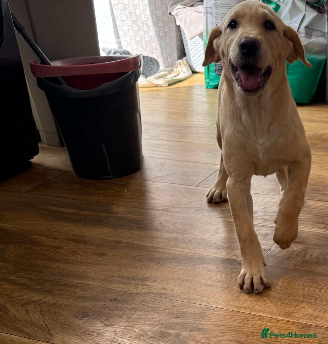 Labrador Retriever dogs for sale:  Unique Labrador ready for new home - Image 12