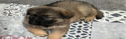 German Shepherd dogs for sale: Gorgeous German Shepherd puppies  - Advert 14