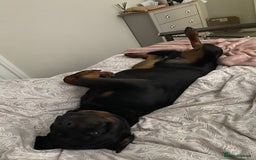 Rottweiler dogs for sale: Tank, 4yrs old full breed beautiful loyal dog!  - Image 11