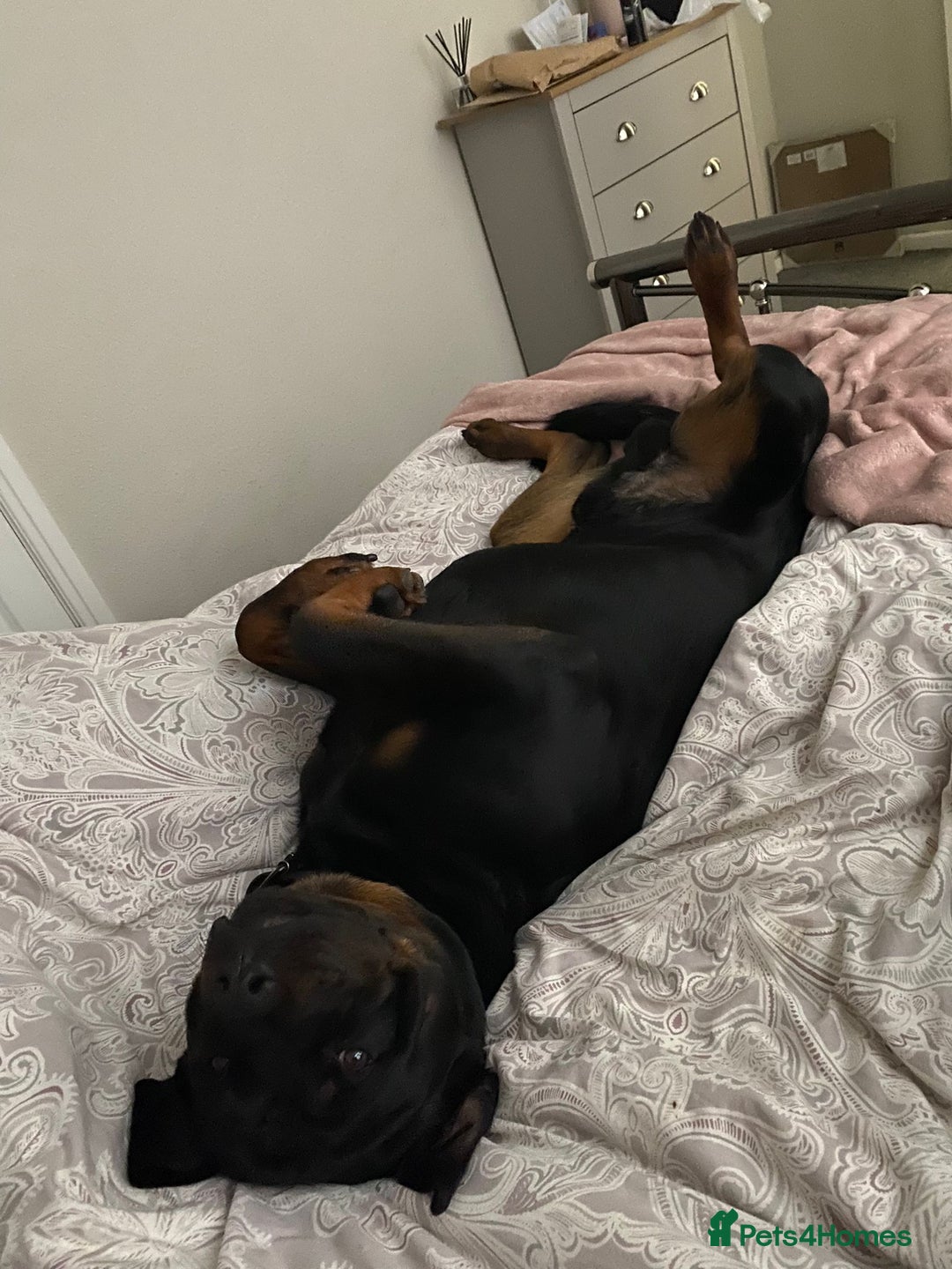 Rottweiler dogs for sale: Tank, 4yrs old full breed beautiful loyal dog!  - Image 11