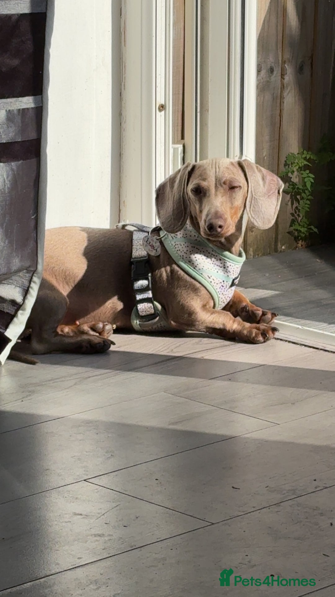 Miniature Dachshund dogs for sale: ISABELLA AND TAN MINIATURE DACHSHUND PUPPIES  - Advert 6