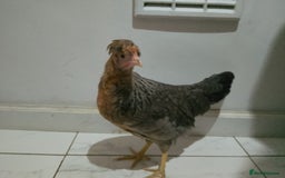 Hens poultry for sale: 2 hens and one Rooster - Image 4