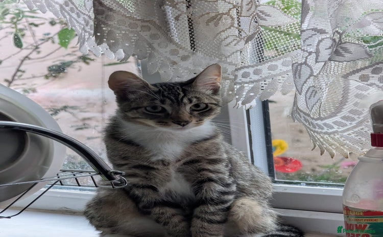 Domestic Shorthair cats - Advert 13