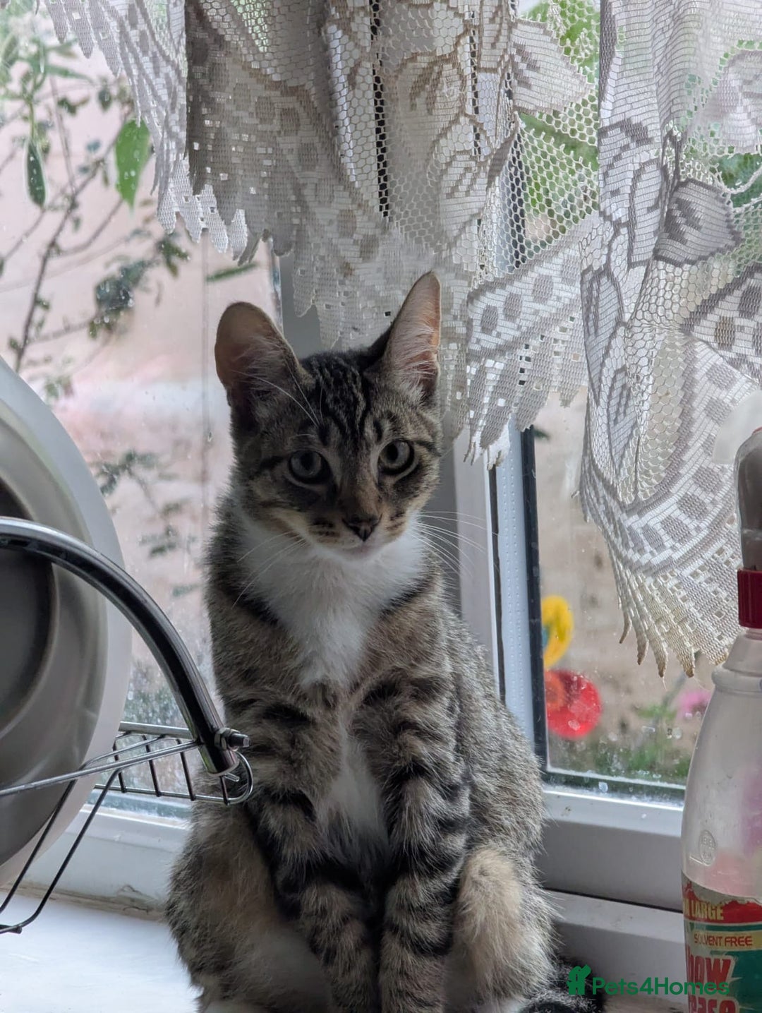 Domestic Shorthair cats for sale: Adorable 4-Month-Old Kitten – Family Home Only - Image 1