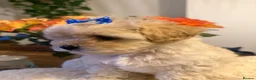 Maltipoo dogs for sale: Maltipoo  - Advert 9