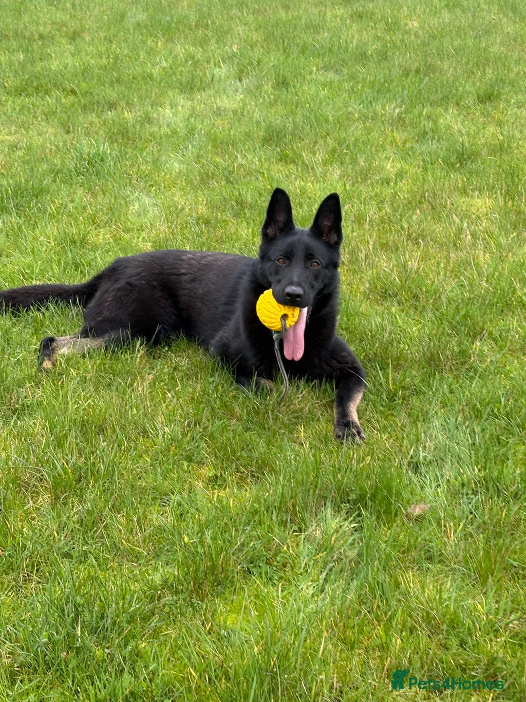 German Shepherd dogs for sale: Czech import female  - Advert 2