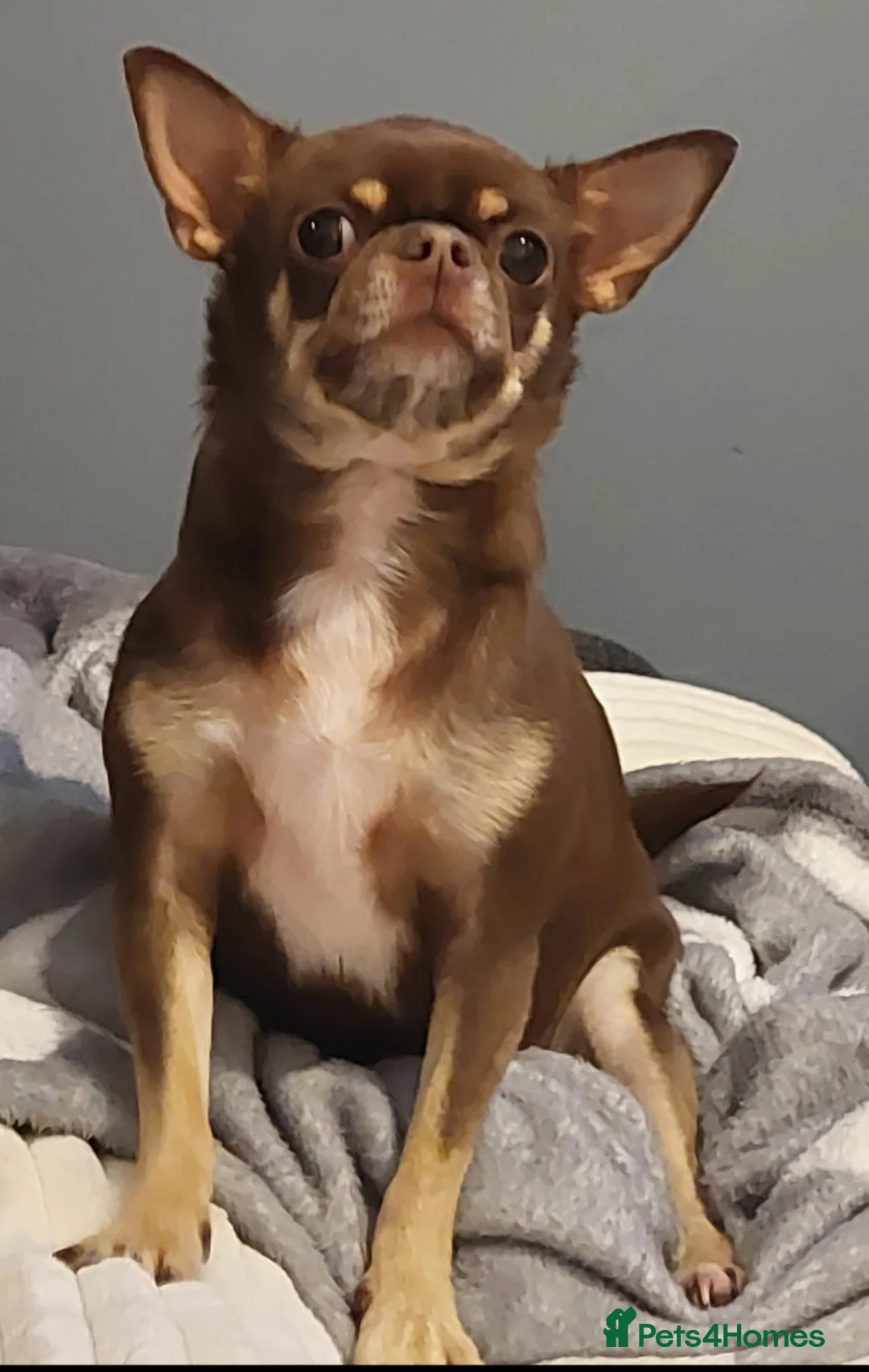 Chihuahua dogs for sale: Stunning Chihuahua boy - Advert 2