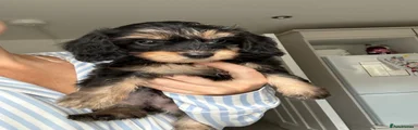 Mixed Breed 5