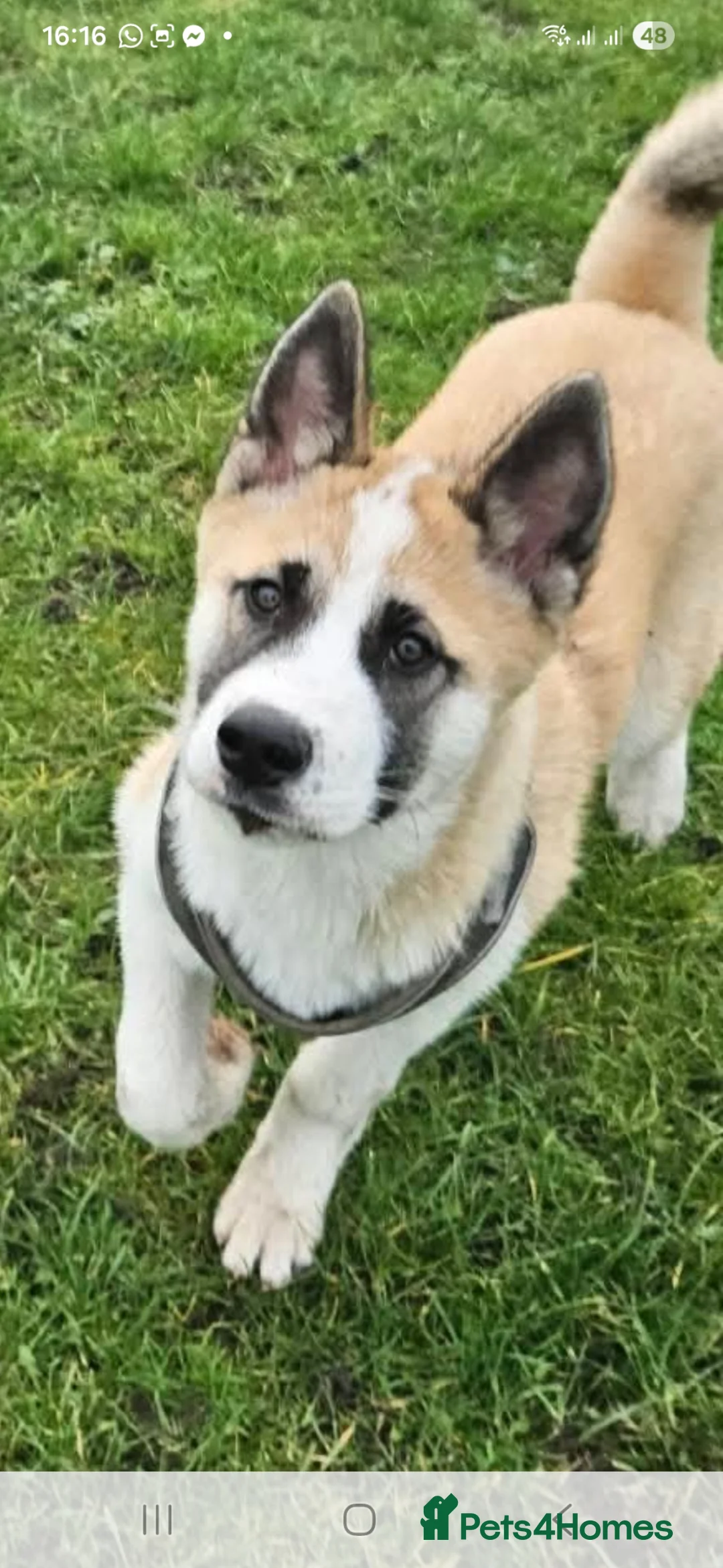 Huskita dogs for sale: Beautiful huskita  in Saint Helens - Advert 1