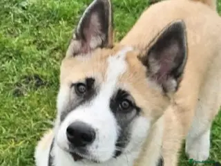 Huskita dogs Beautiful huskita - Advert 5