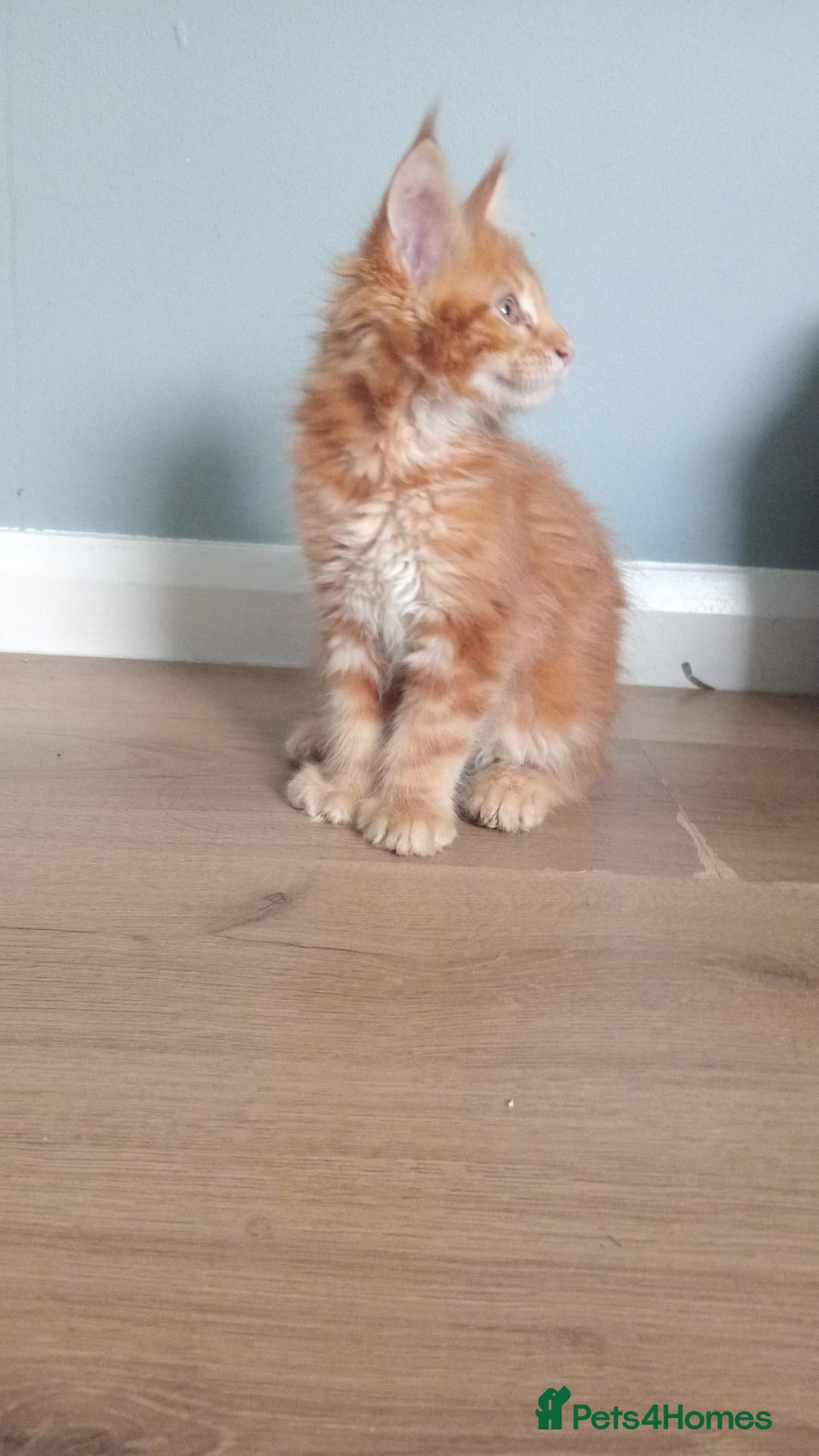 Maine Coon cats for sale: 4 boys for sale - Image 17