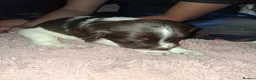 Cockapoo dogs for sale: Spaniel with a dash of poodle - Advert 1