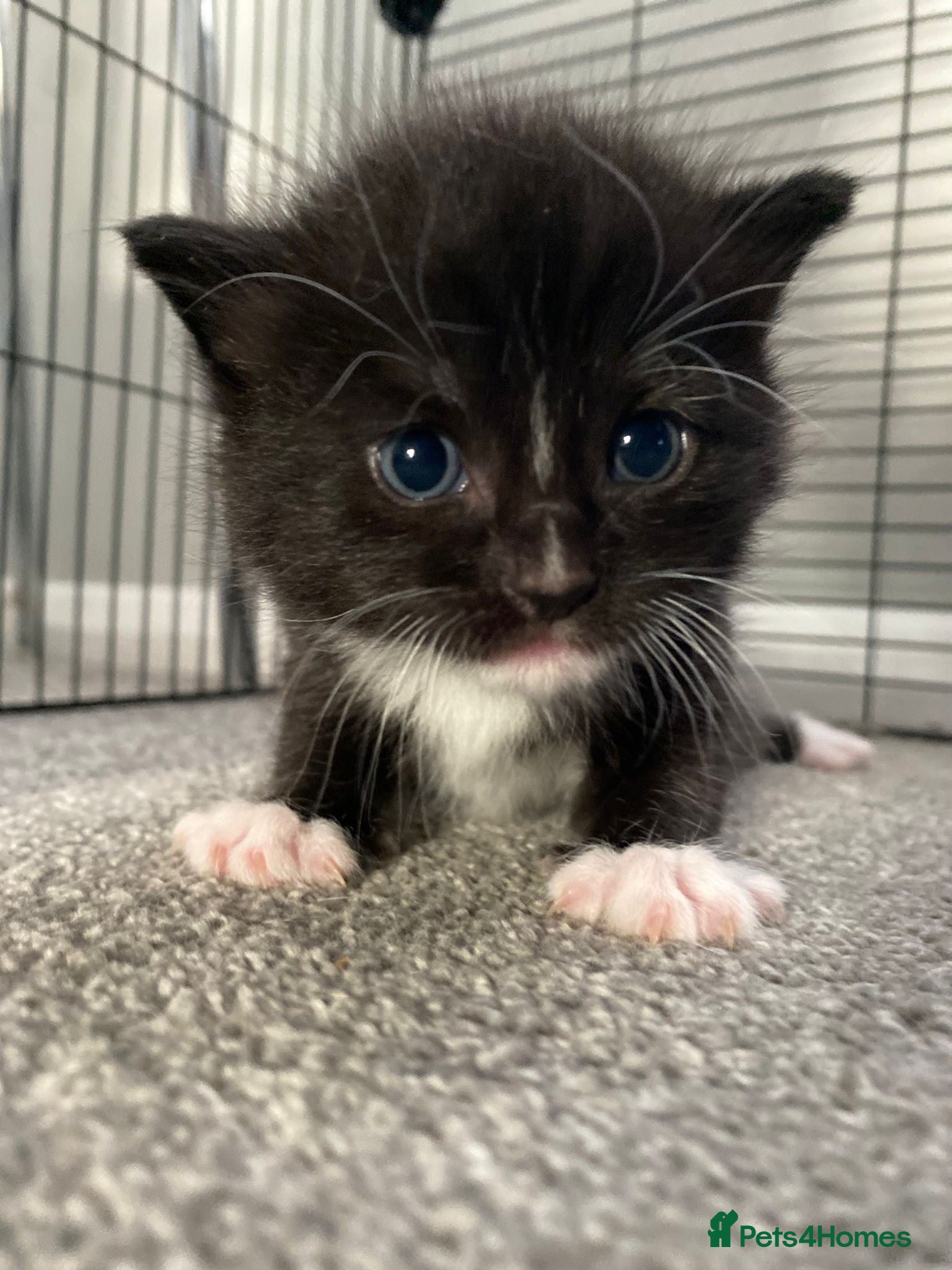 Domestic Shorthair cats 6 Stunning Kittens – Mix of Boys and Girls  - Advert 11