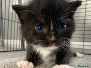 Domestic Shorthair cats 6 Stunning Kittens – Mix of Boys and Girls - Advert 11