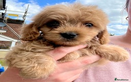 Mixed Breed dogs for sale: Last 2 puppies!  🩷 Maltipoo x Cockapoo puppies - Image 24