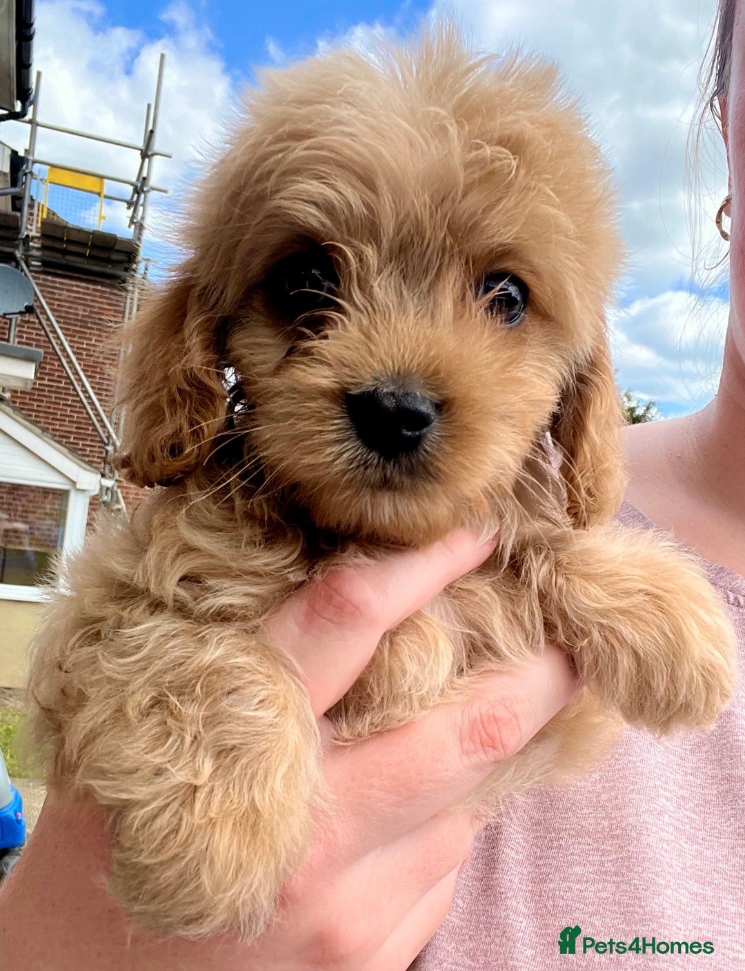 Mixed Breed dogs for sale: Last 2 puppies!  🩷 Maltipoo x Cockapoo puppies - Image 24