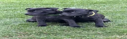 Staffordshire Bull Terrier dogs for sale: KC Black Puppies Ready Now - Advert 5