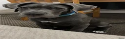 Cane Corso dogs for sale: Shadow  - Advert 9