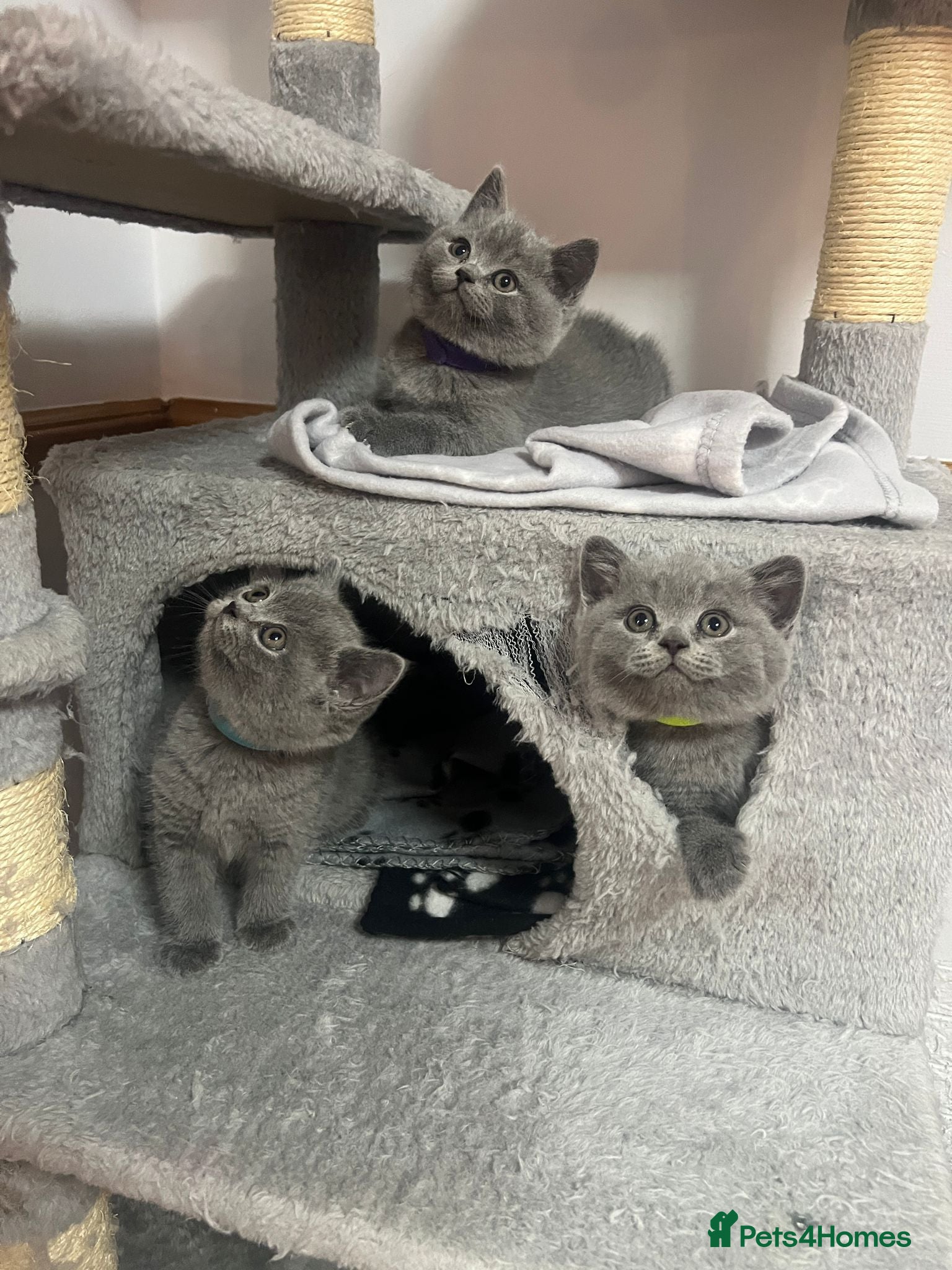 British Shorthair cats Champion Line Blue BSH Kittens GCCF Registered - Advert 2