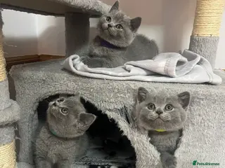 British Shorthair cats Champion Line Blue BSH Kittens GCCF Registered - Advert 2
