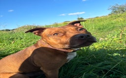 Staffordshire Bull Terrier dogs for stud: Stud  - Image 5