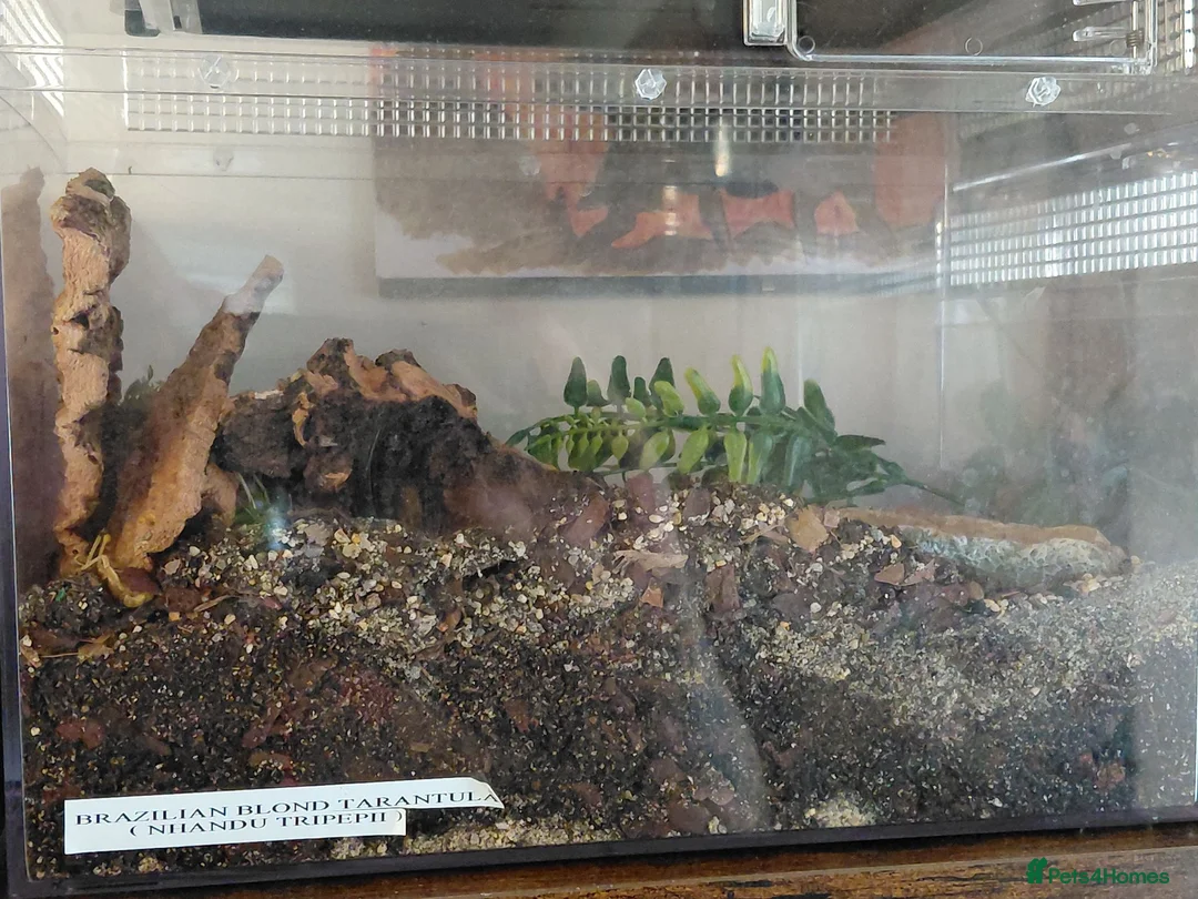 Tarantulas invertebrates for sale: Brazilian Blonde tarantula. N. tripepii in Croydon - Advert 4