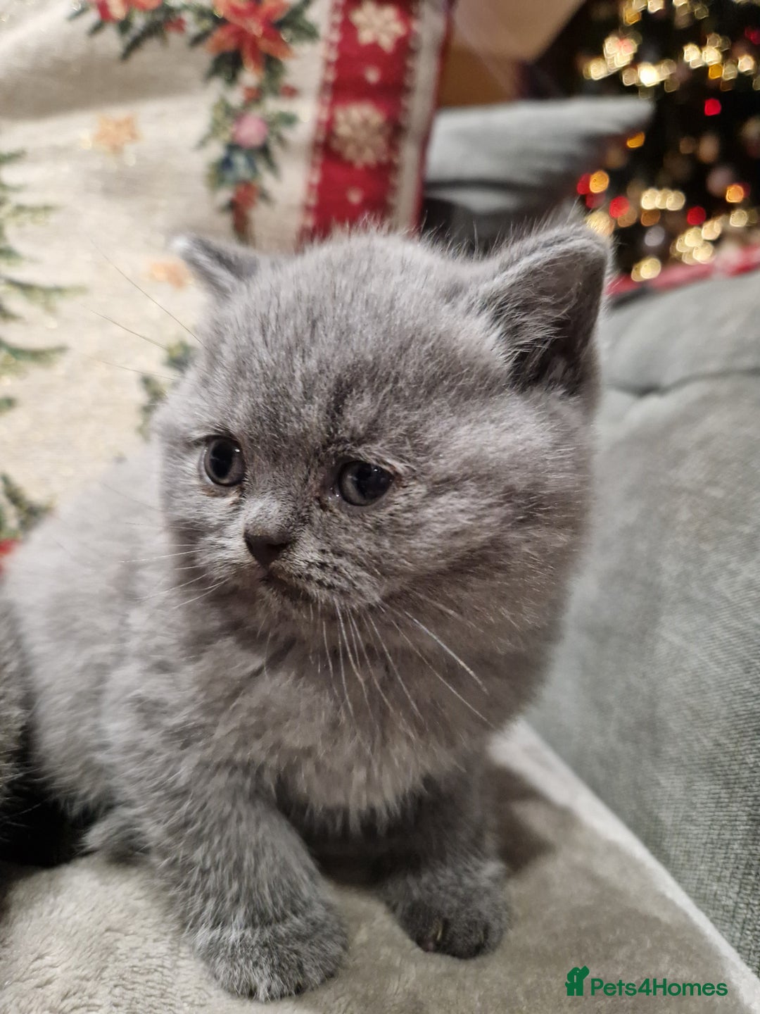 British Shorthair cats for sale: British Shorthair Kittens - Advert 5