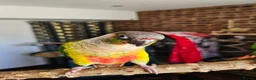 Conures birds for sale: Ricky & Cleo - Advert 5