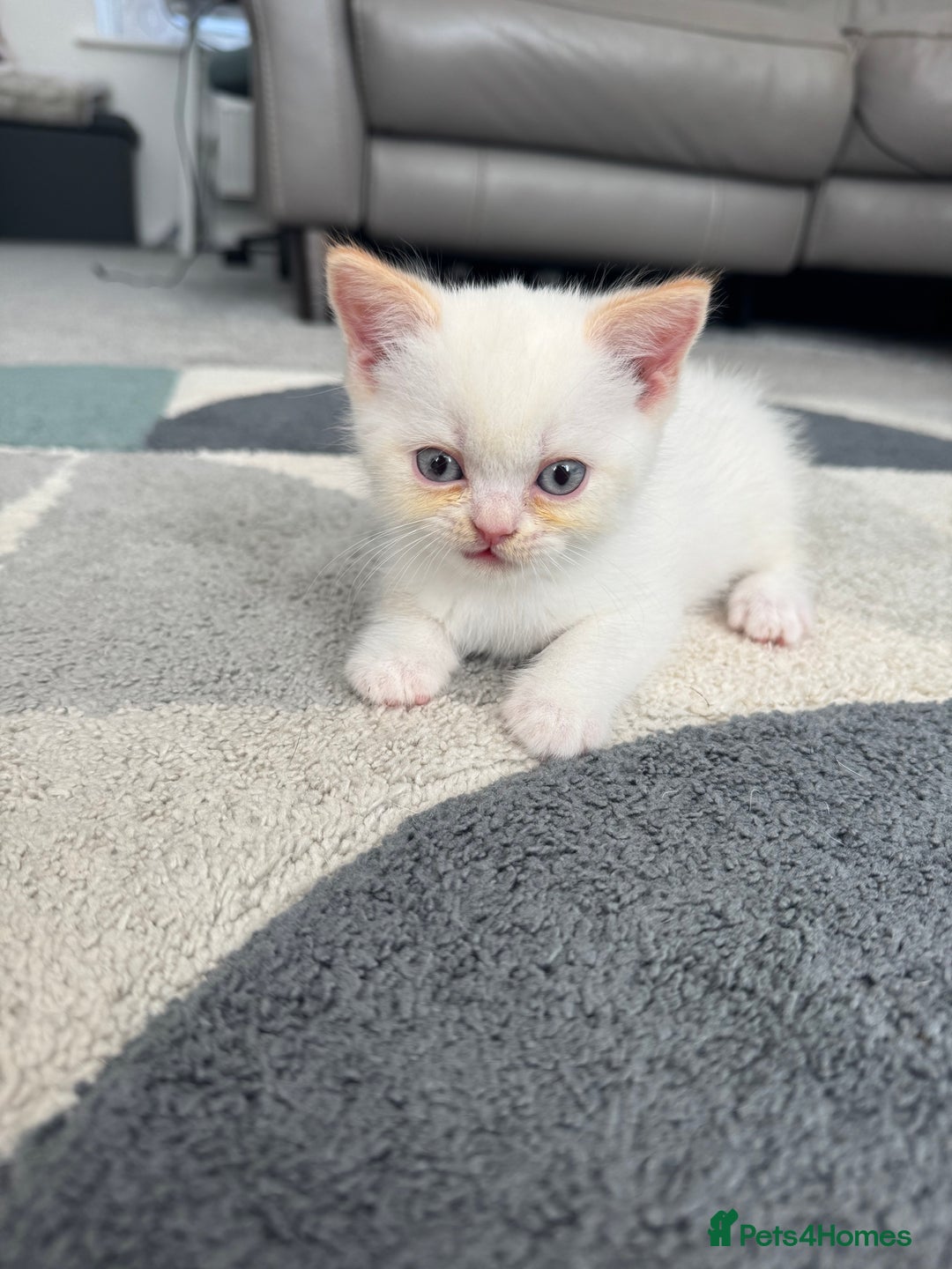 British Shorthair cats for sale: Stunning British shorthair kittens  - Image 17