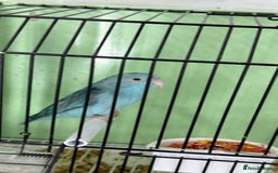 Parrots birds for sale: Parrot for sale Glasgow  - Image 10