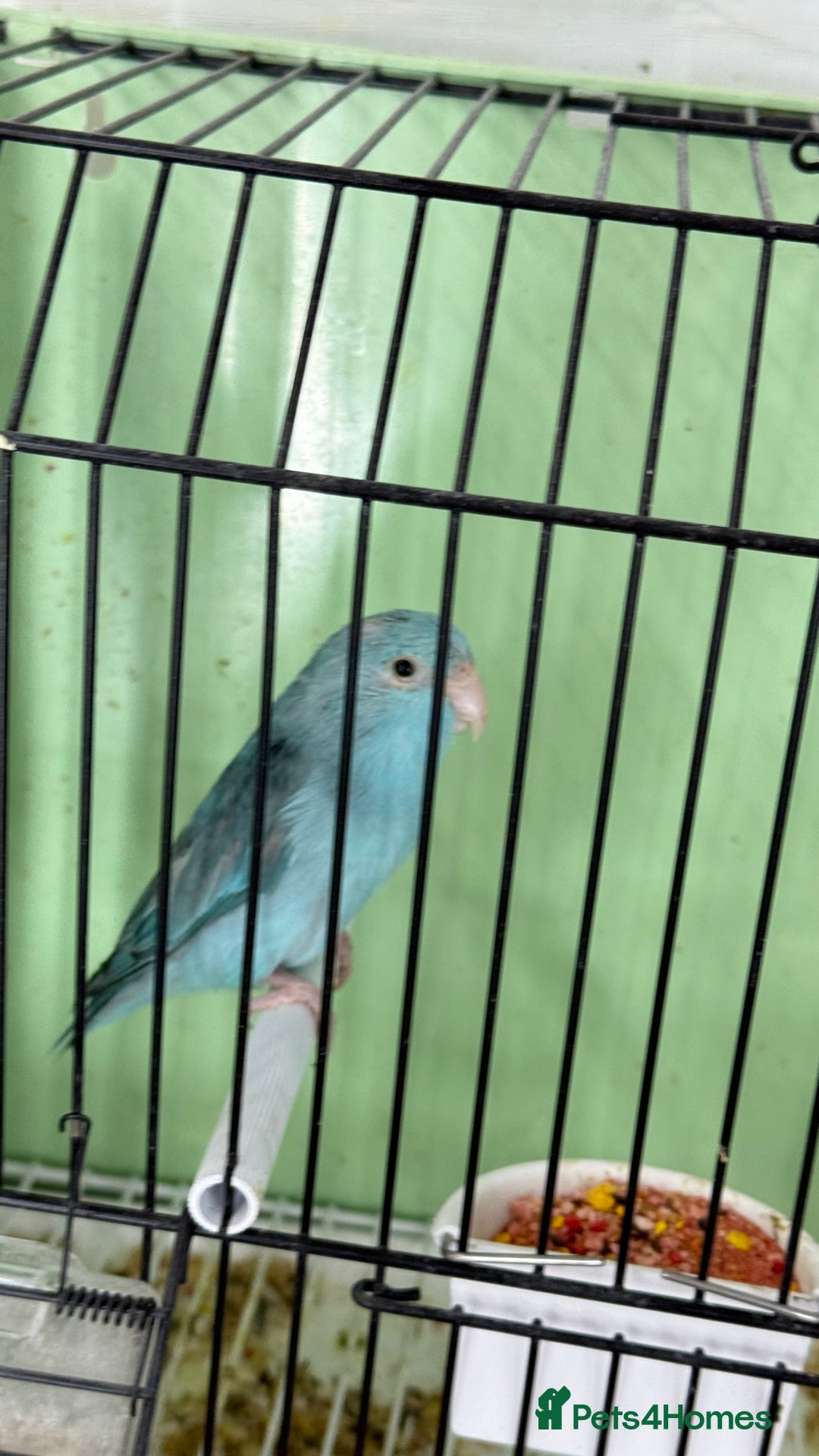 Parrots birds for sale: Parrot for sale Glasgow  - Image 10