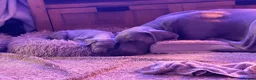 Weimaraner dogs for sale: Beautiful KC reg Weimaraner’s forever homes req - Advert 20