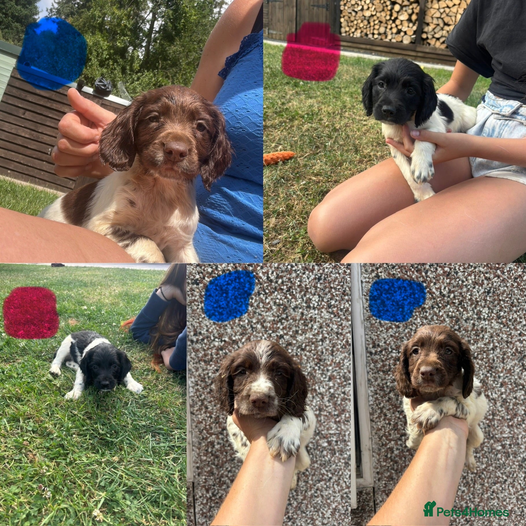 English Springer Spaniel dogs Ready for their new home Springer Spaniel Puppies  - Advert 1