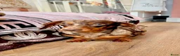 Miniature Dachshund dogs for sale: Chocolate dapple miniature Dachshund  - Advert 13