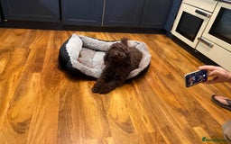 Cockapoo dogs for sale: Chocolate Cockapoo Puppies for Sale - Image 3