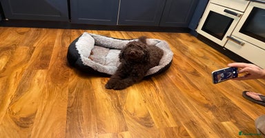 Cockapoo dogs - Advert 16