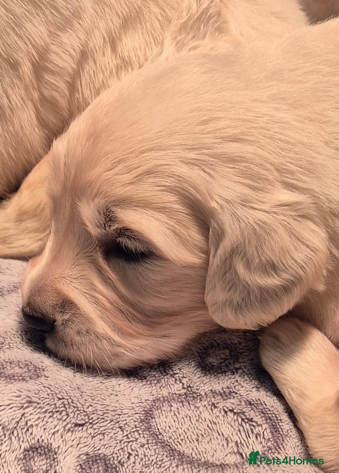 Golden Retriever dogs  HEALTH TESTED PARENTS KC Golden Retriever puppies - Advert 8