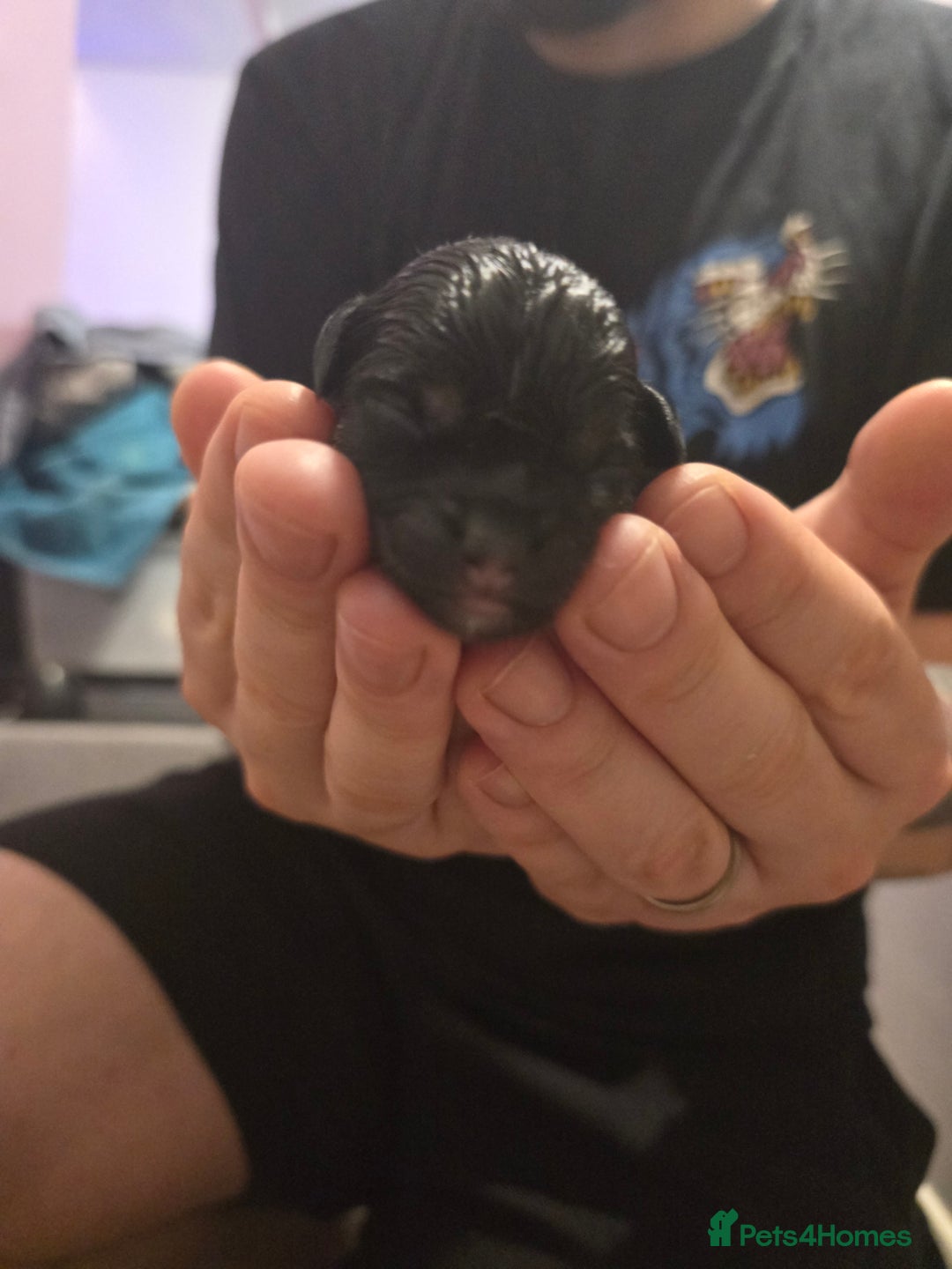 Mixed Breed dogs for sale: GORGEOUS Litter of POM x DASCHUND - Advert 4