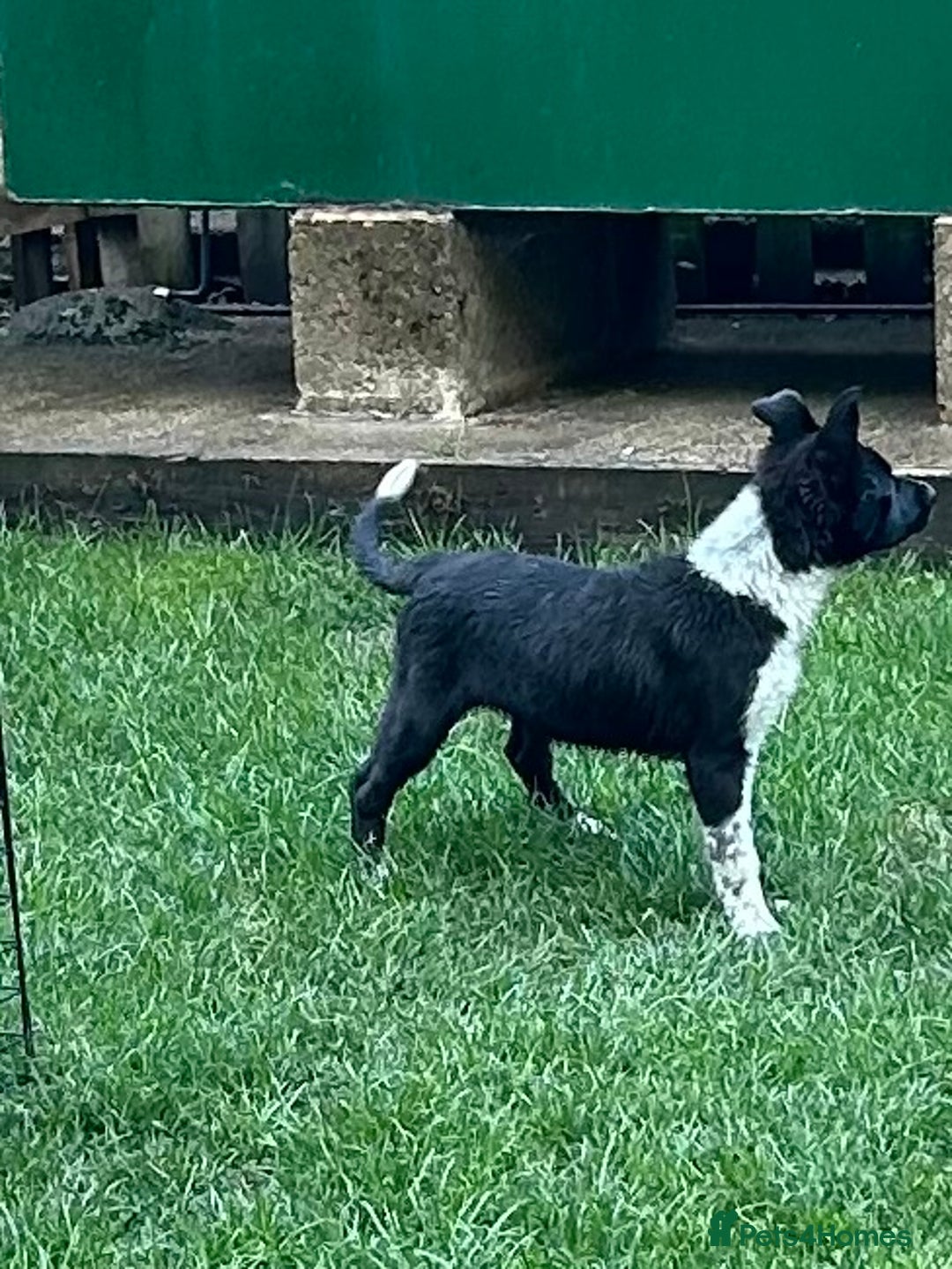 Border Collie dogs for sale: Boarder collie girl puppy - Image 6