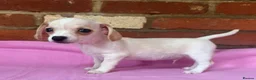 Chiweenie dogs for sale: 🌭♥️ Mexican hotdogs AKA Chiweenies ♥️ 🌭 - Advert 6